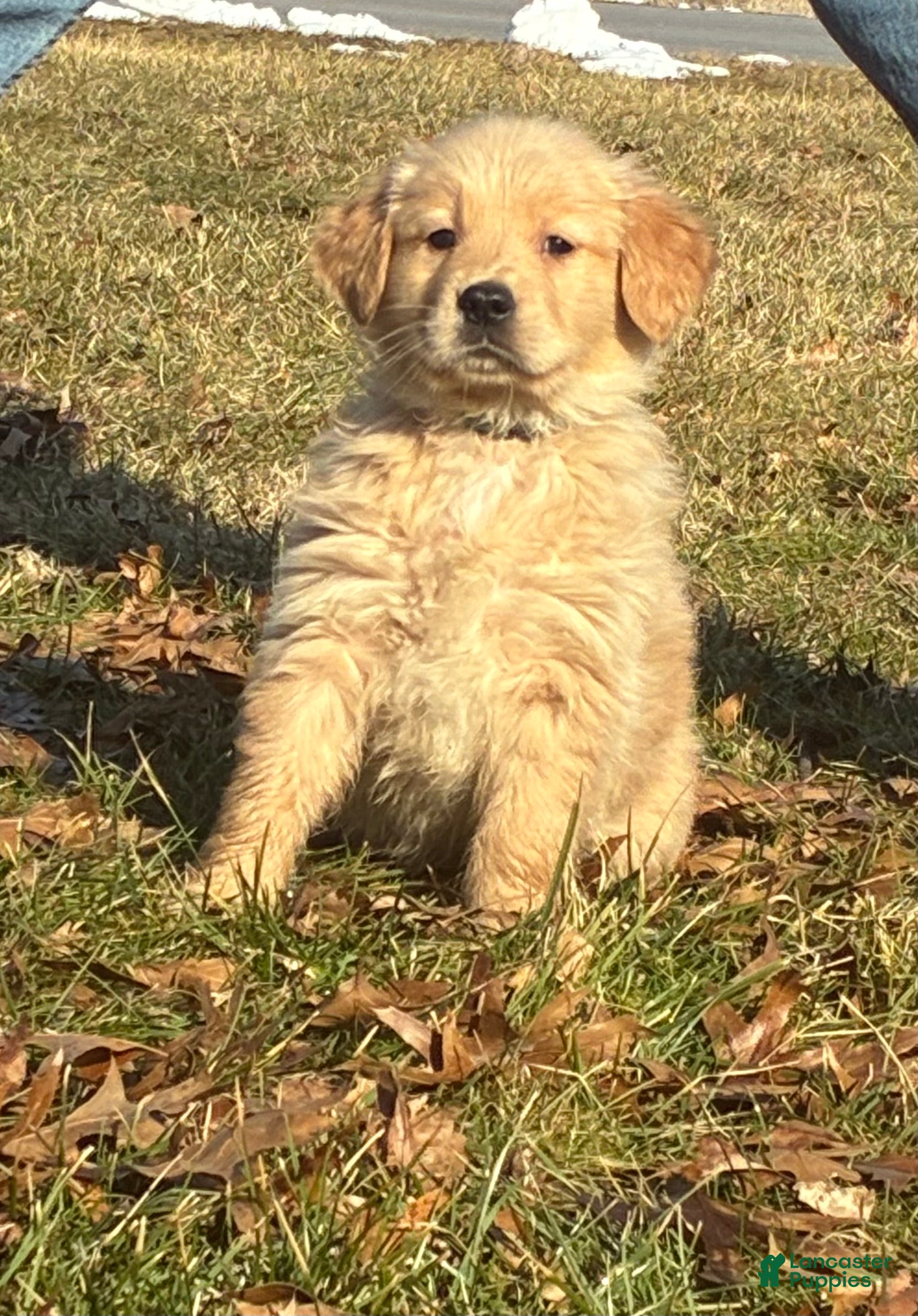 Golden Retriever dogs Alexander - Ad 2