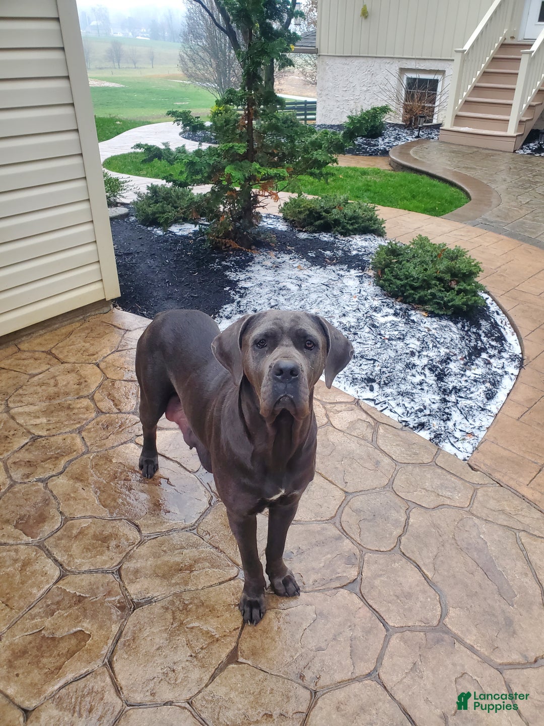 Cane Corso dogs for sale: Hank - Ad 3