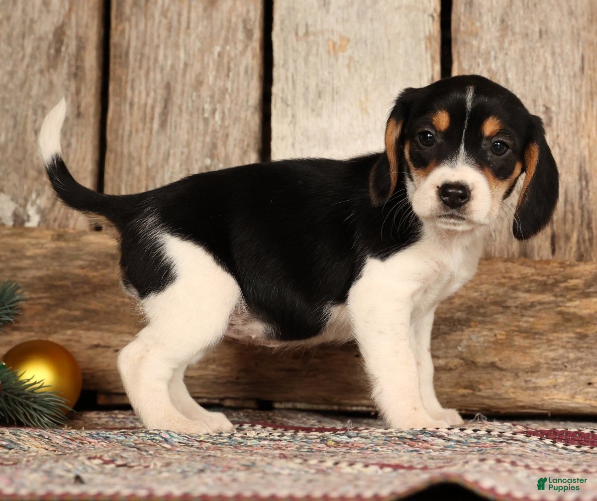 Beagle dogs Jingle Bells - Ad 6