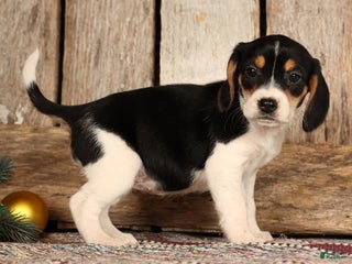 Beagle dogs Jingle Bells - Ad 4