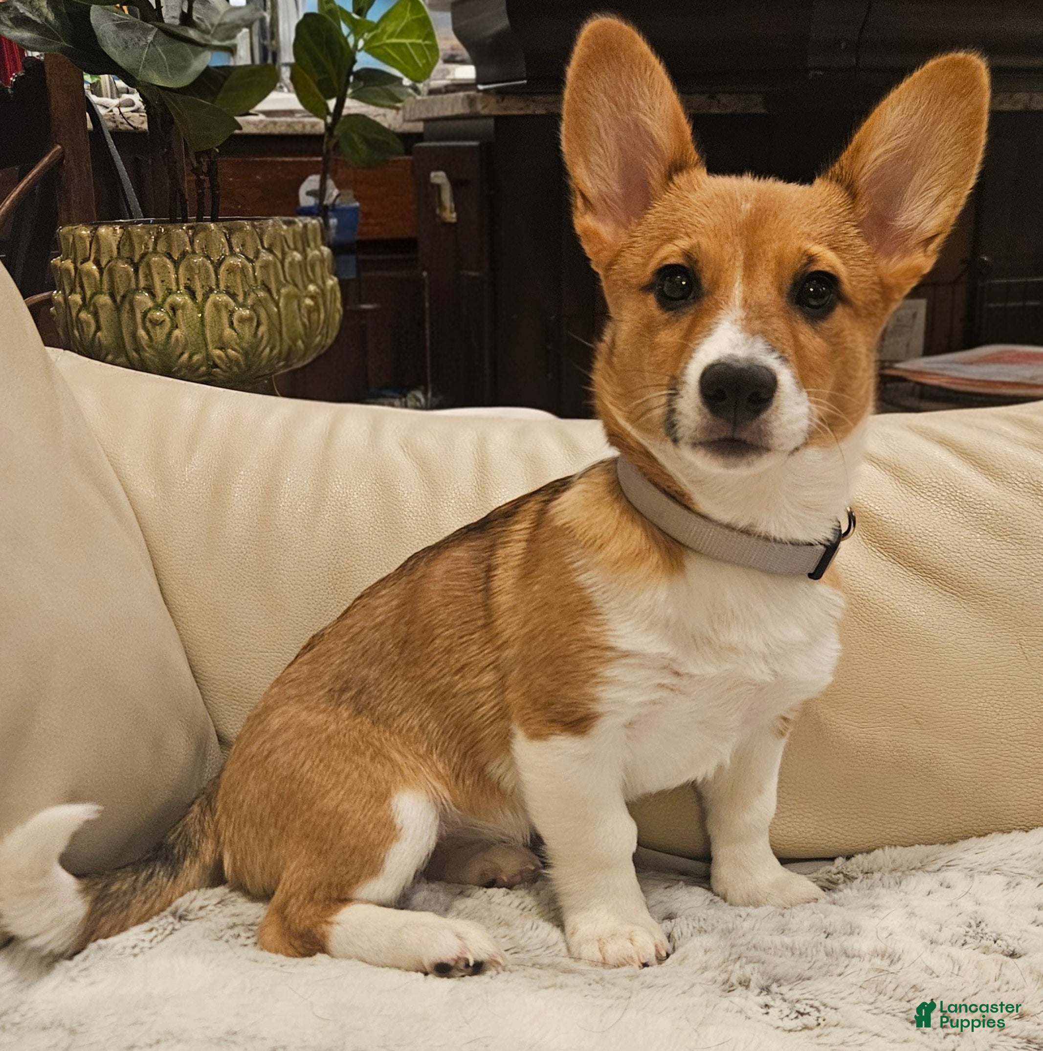 Mixed Breed dogs for sale: Paloma - Ad 1