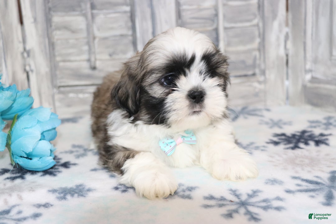 Shih Tzu dogs for sale: Logan  - Ad 2