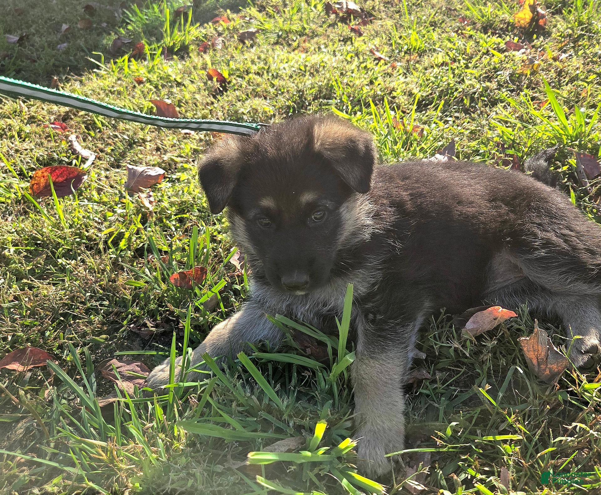 German Shepherd dogs for sale: Polly - Ad 2