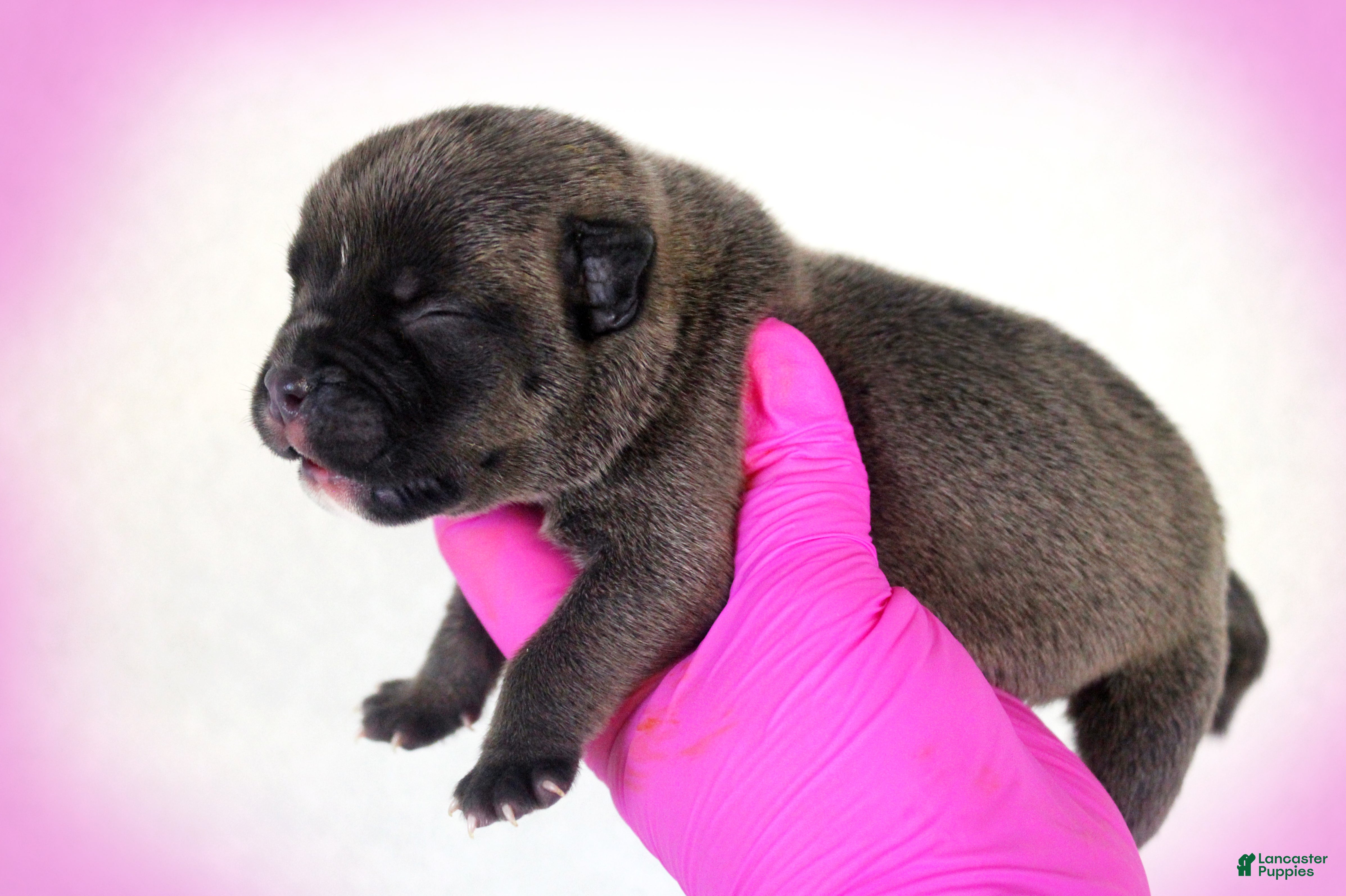American Bully dogs Black Seal Female - Ad 2