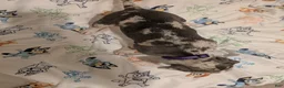 American Pit Bull Terrier dogs for sale: American Pit Bull Terrier 2 - Ad 2