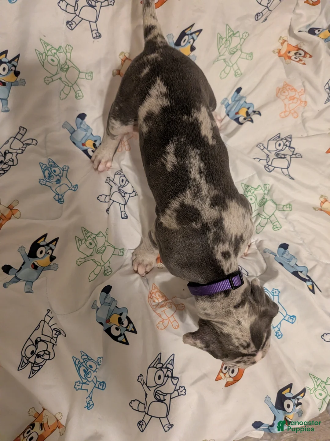 American Pit Bull Terrier dogs for sale: American Pit Bull Terrier 2 - Ad 2