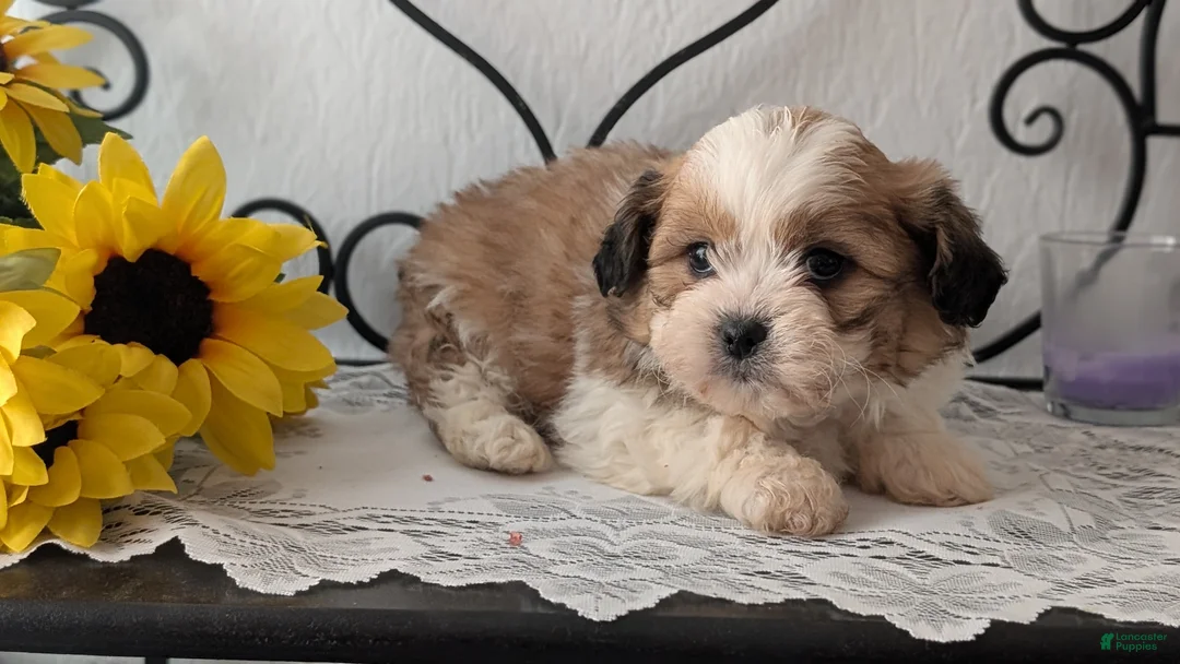 Teddy Bear dogs for sale: Grady - Ad 2