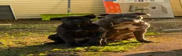 Mixed Breed dogs for sale: Mixed Breed 1 - Ad 3
