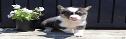Welsh Corgi Pembroke dogs for sale: Ian - Ad 3