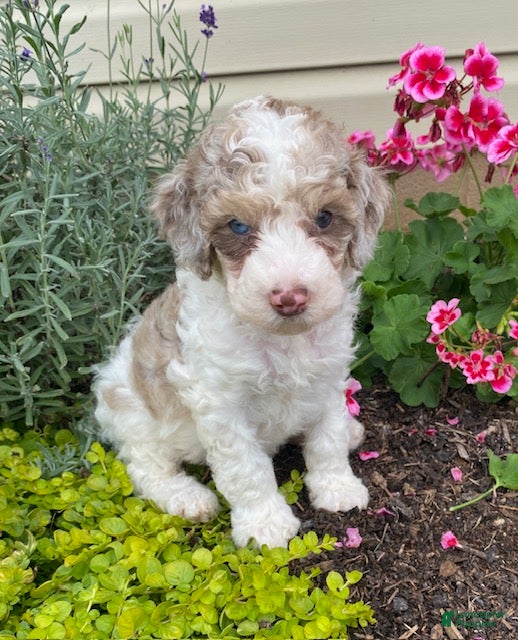 Cavapoo dogs Archie - Ad 1