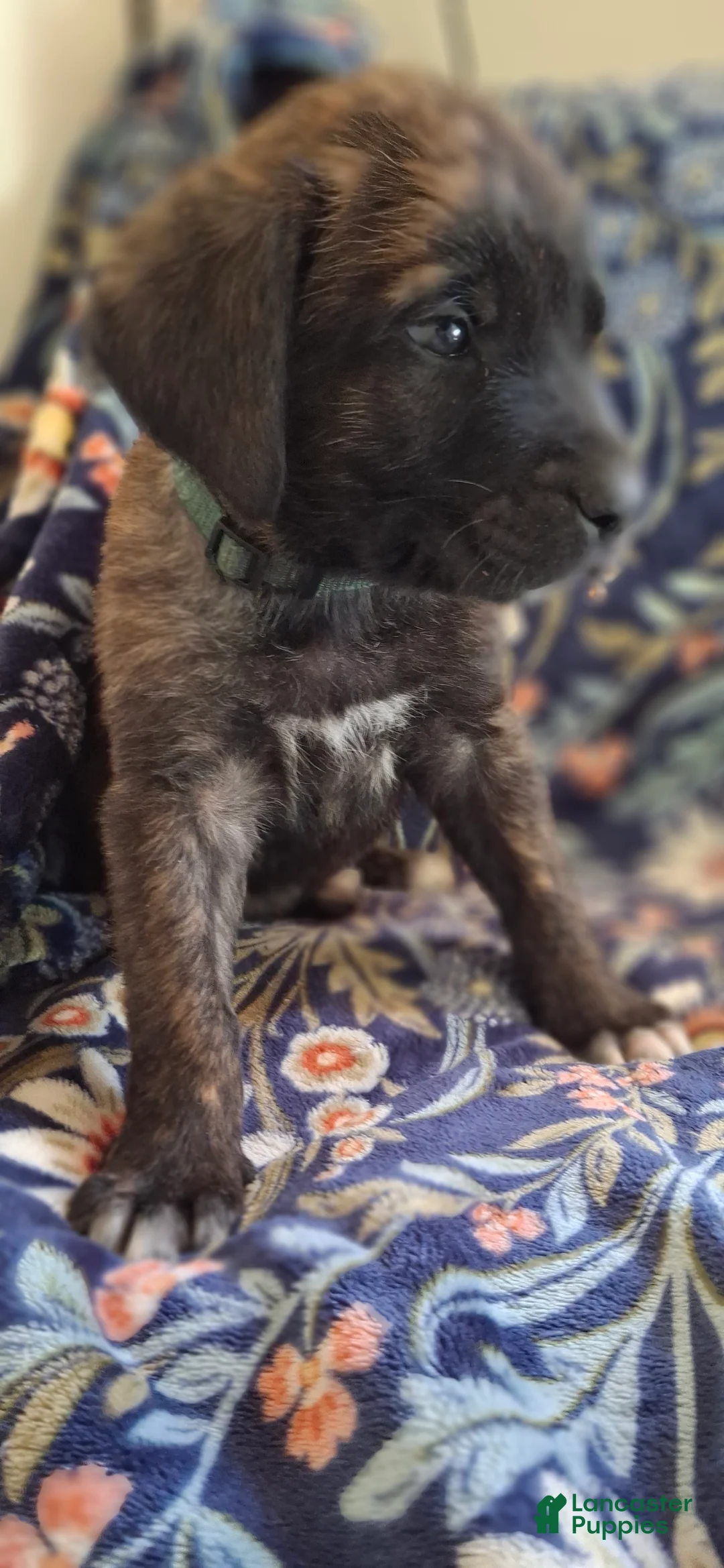 English Mastiff dogs for sale: Spruce - Brindle English Mastiff Puppy - Ad 2