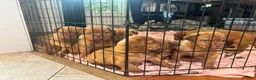 Dogue De Bordeaux dogs for sale: Dogue De Bordeaux Puppy 5 - Ad 83