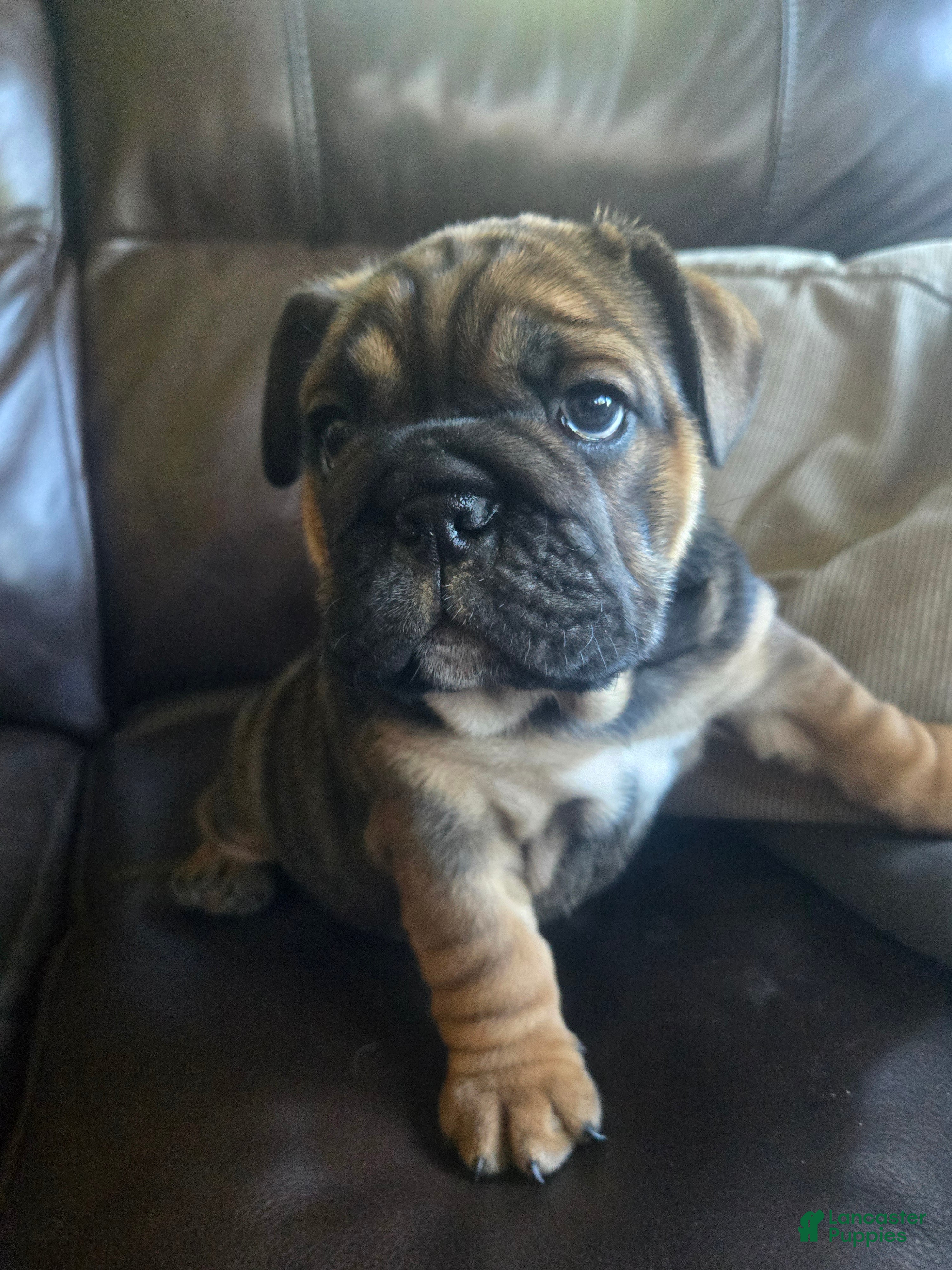 English Bulldog dogs Olive - Ad 1