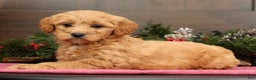 Mini Goldendoodle dogs for sale: Paisley - Ad 5