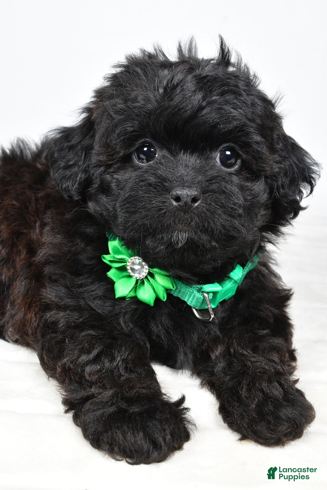 Shihpoo dogs for sale: Ivory - Ad 7