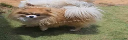 Pomeranian dogs for sale: Muffin - 1 year old Champion Sired - Ad 1