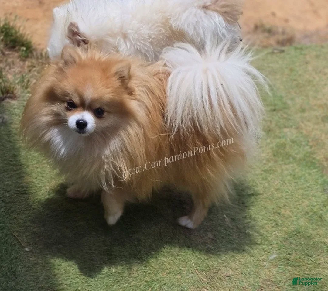 Pomeranian dogs for sale: Muffin - 1 year old Champion Sired - Ad 1