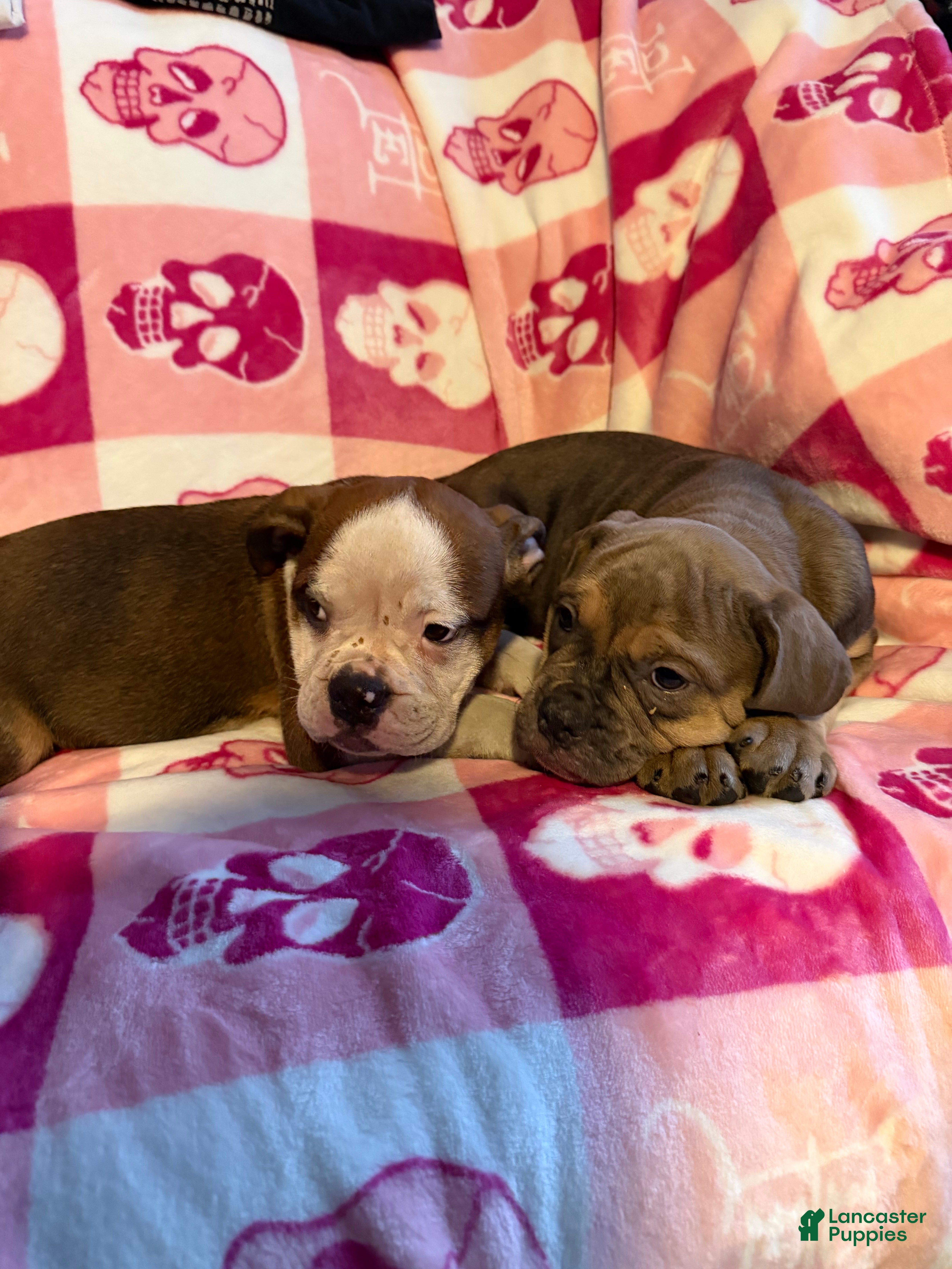 English Bulldog dogs English Bulldog Puppy 2 - Ad 26