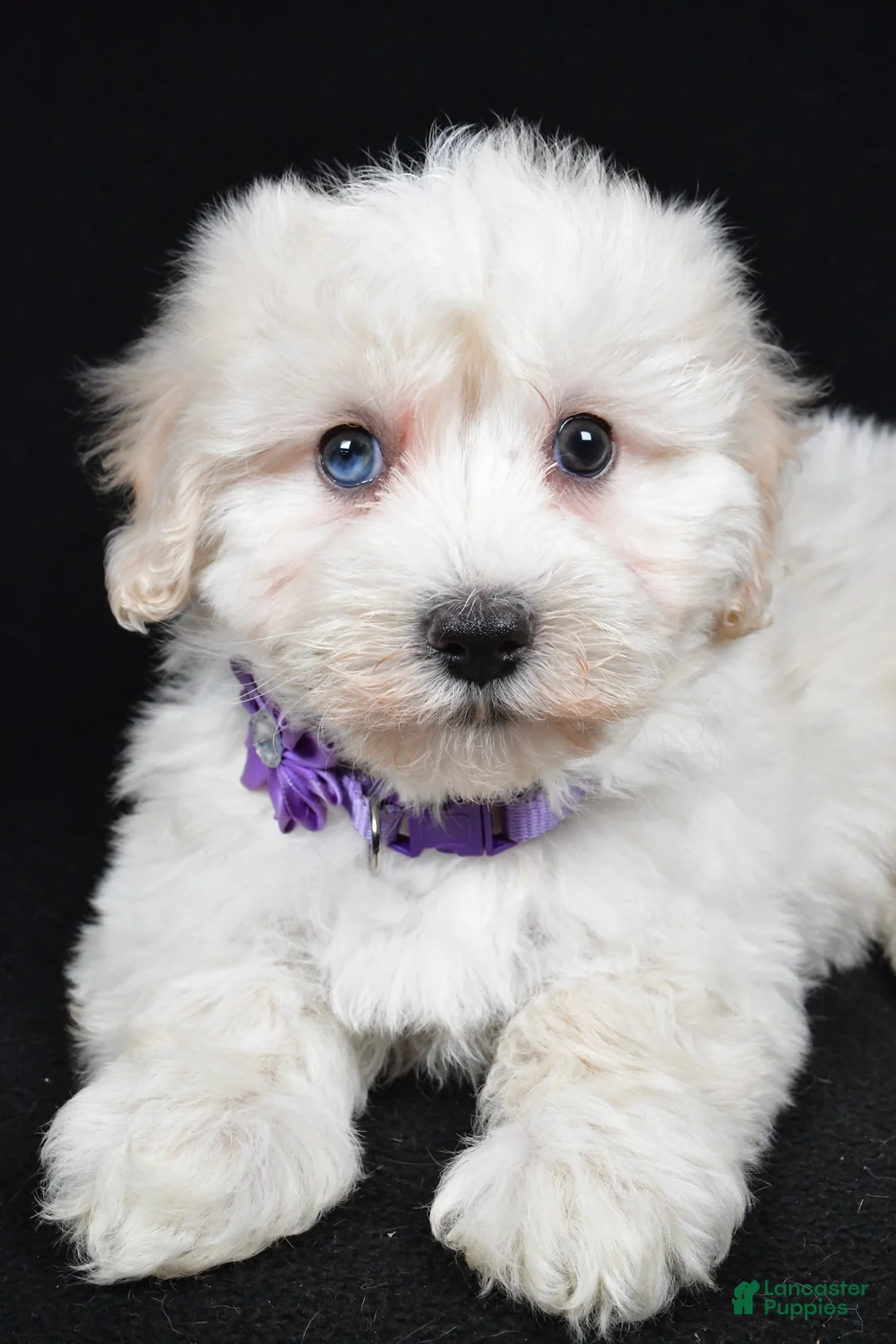 Maltipoo dogs for sale: Hannah - Ad 5