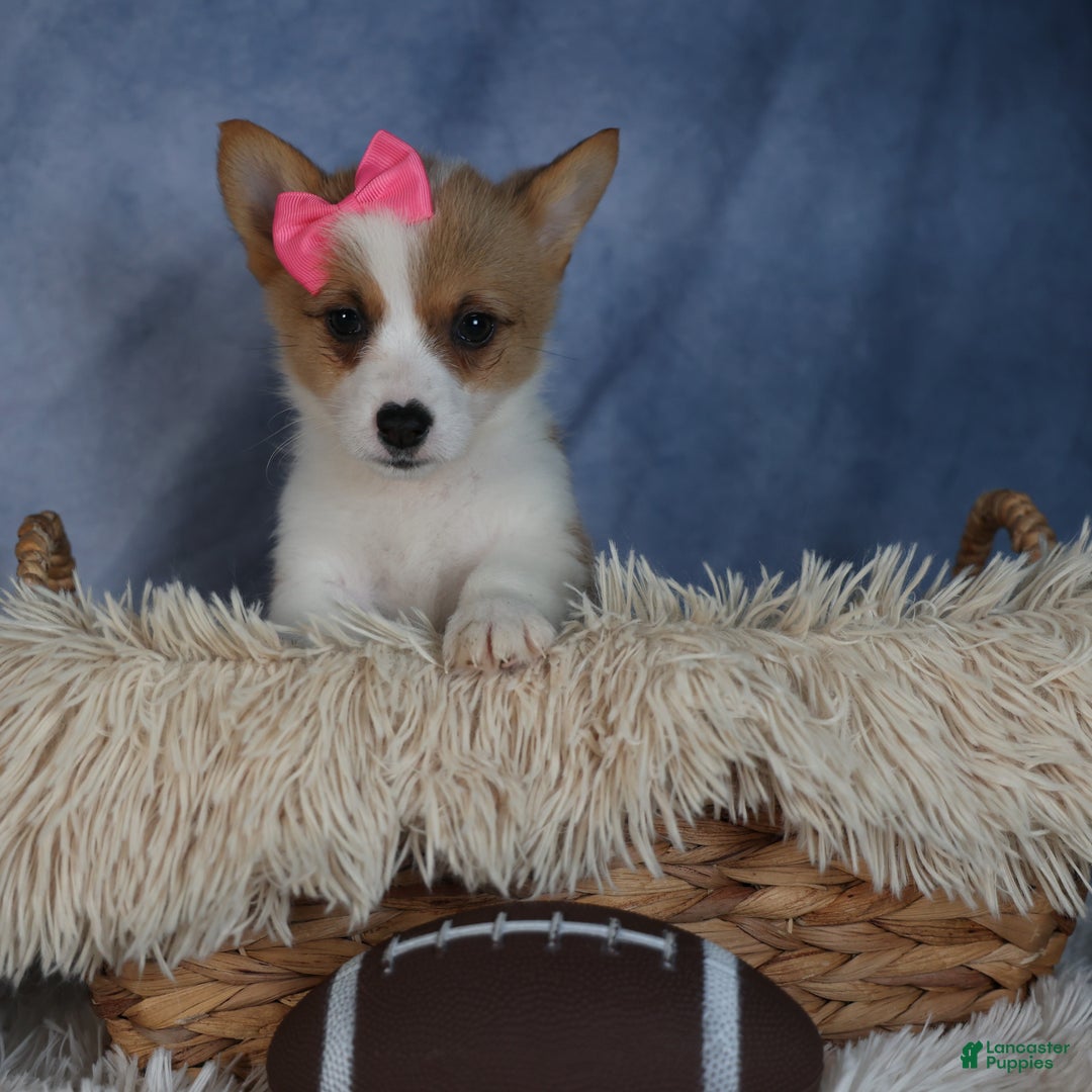 Welsh Corgi Pembroke dogs for sale: Dixie - Ad 13