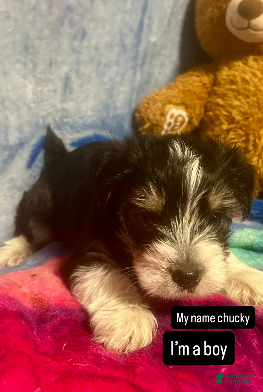 Yorkshire Terrier dogs for sale: Yorkshire Terrier Puppy 1 - Ad 1