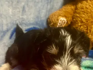 Yorkshire Terrier dogs Yorkshire Terrier Puppy 1 - Ad 14