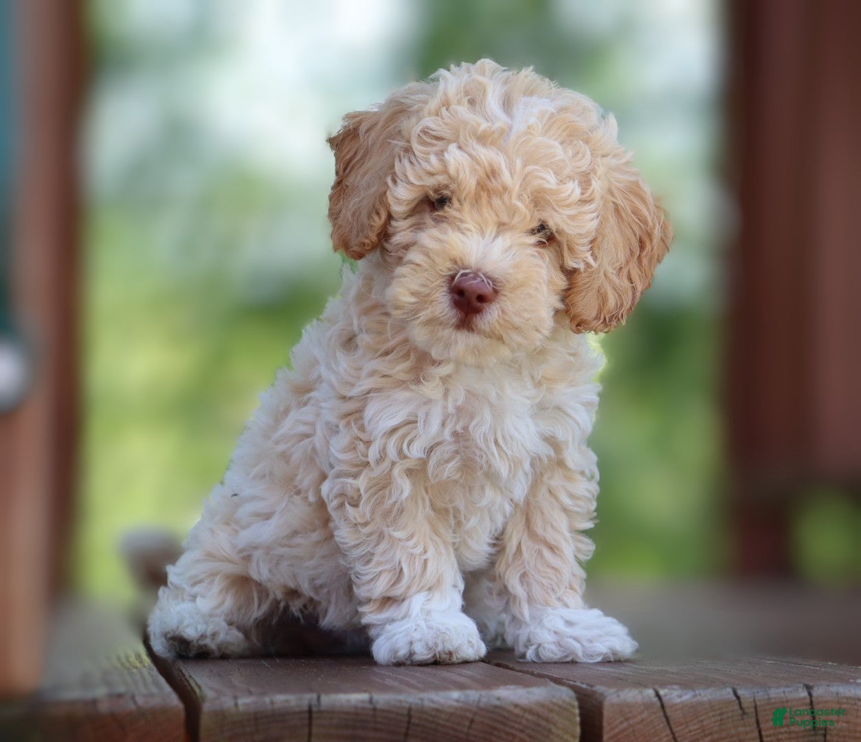 Mixed Breed dogs Cooper- hypoallergenic  - Ad 1