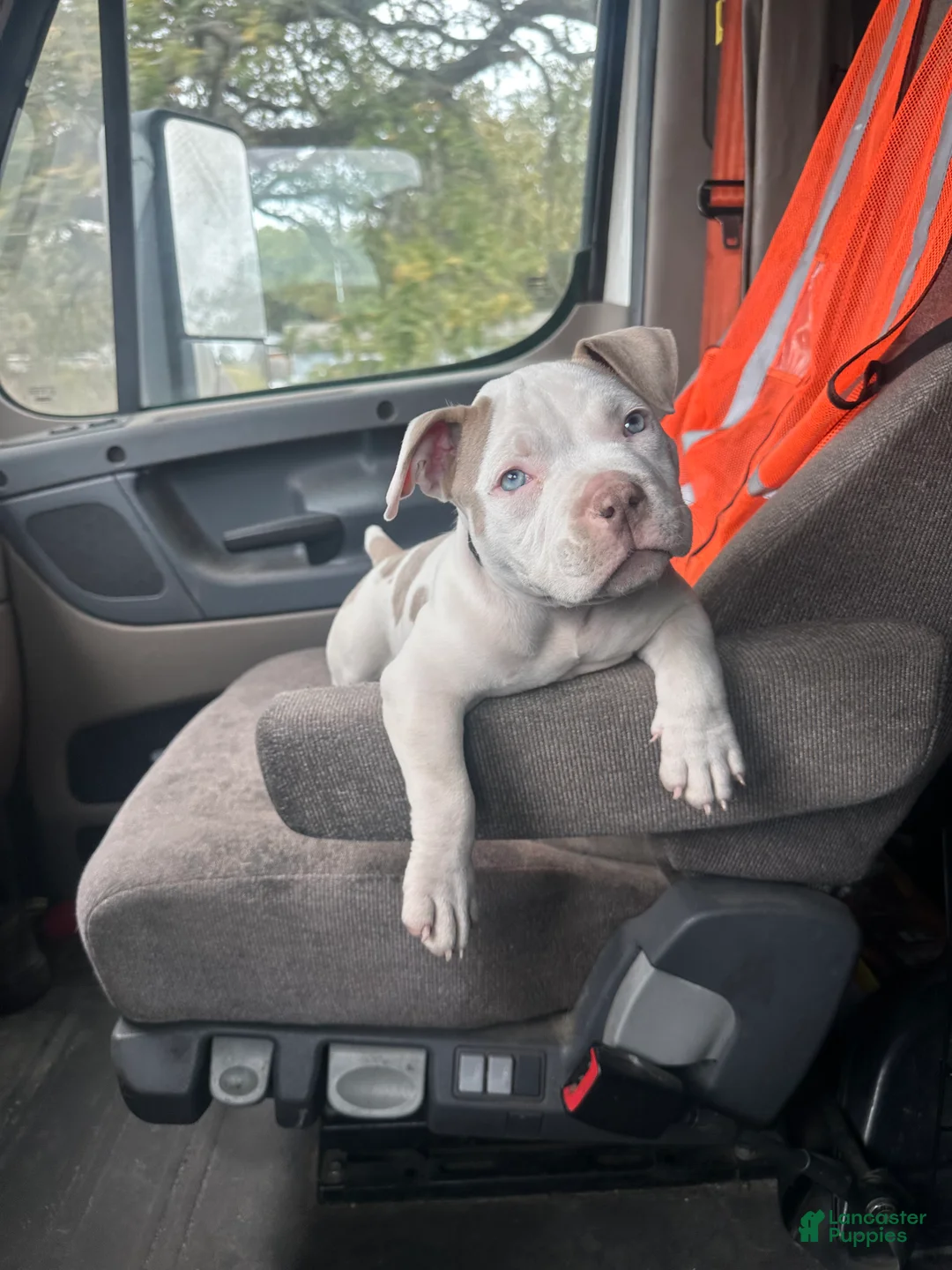 American Bully dogs for sale: American Bully Puppy 1 - Ad 7