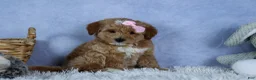 Mini Goldendoodle dogs for sale: 🐾 Meet Nixie – F2B Mini Goldendoodle Puppy 🐾 - Ad 10