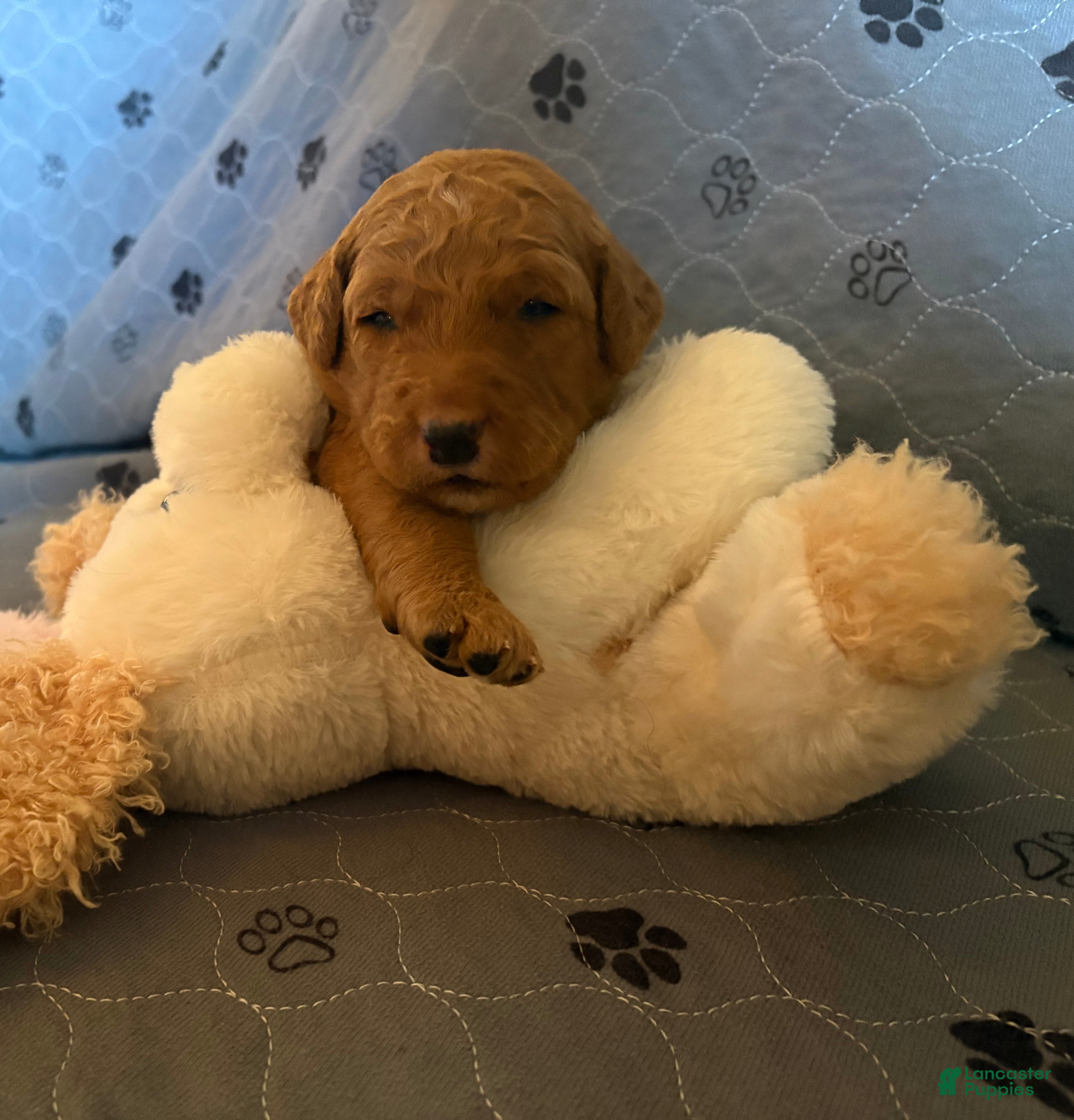 Goldendoodle dogs Flinn - Ad 2