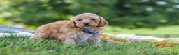 Yorkiepoo dogs for sale: Asher - Ad 5