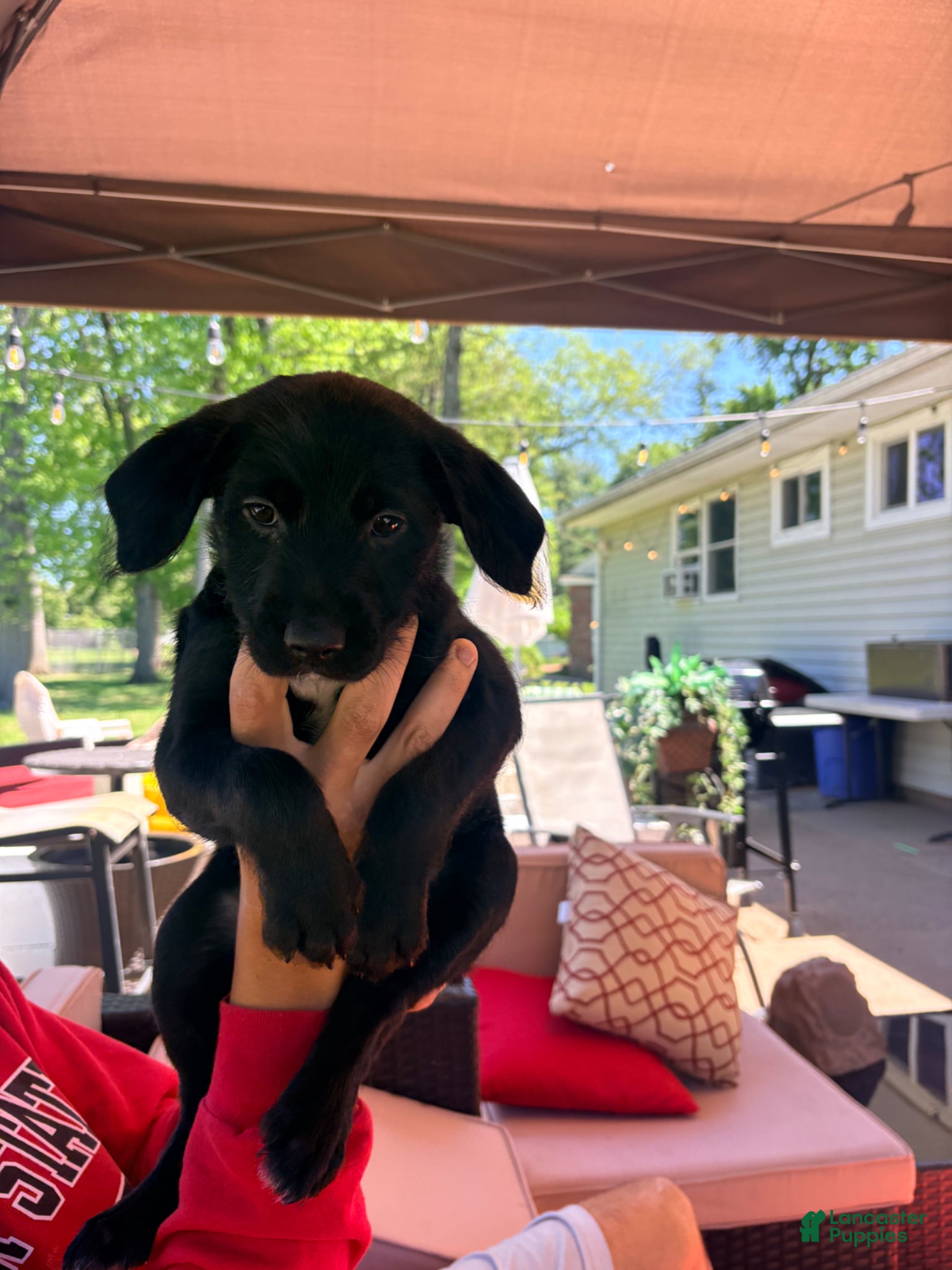 Mixed Breed dogs Puppy 3-Female - Ad 39