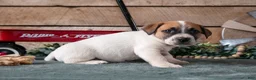 Jack Russell Terrier dogs for sale: Peanut - Ad 3