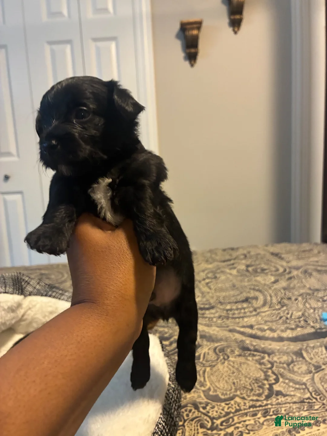 Yorkiepoo dogs for sale: Yorkiepoo 4 - Ad 1