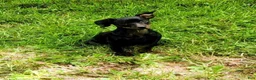 Miniature Pinscher dogs for sale: Summer - Ad 3