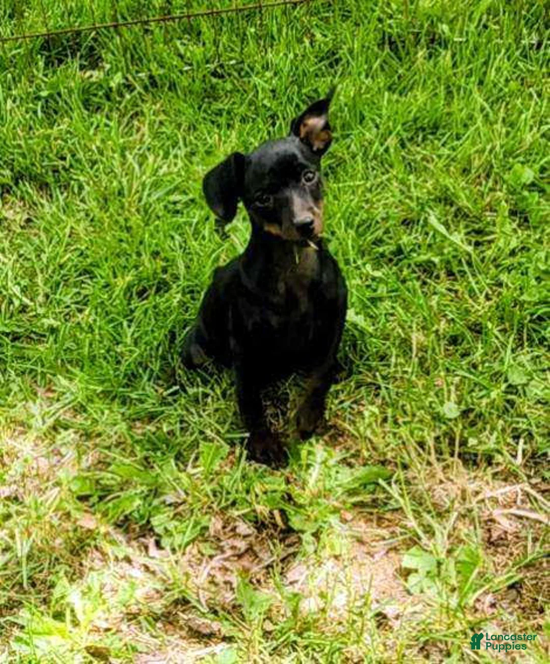 Miniature Pinscher dogs for sale: Summer - Ad 3