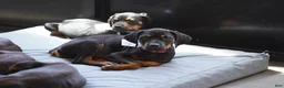 Rottweiler dogs for sale: Amiri - Ad 3