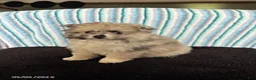 Pomeranian dogs for sale: Patches - Ad 2