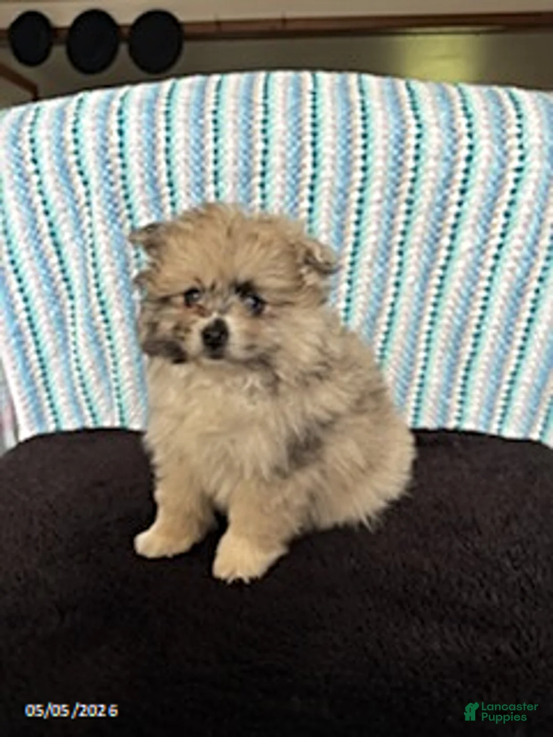 Pomeranian dogs for sale: Patches - Ad 2