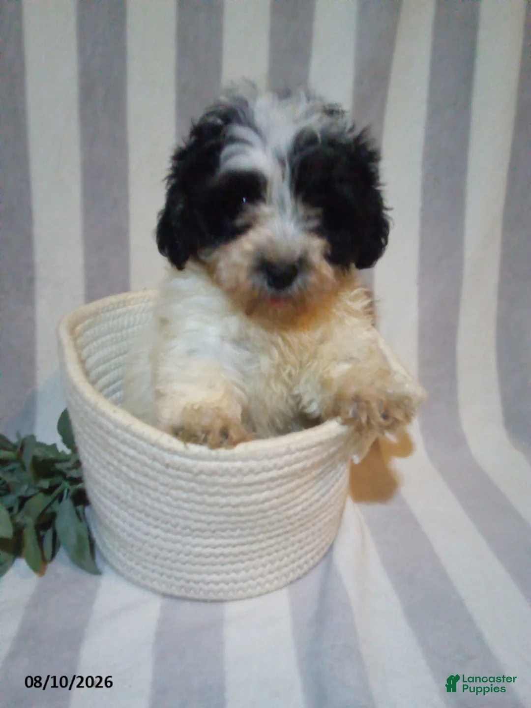 Havapoo dogs for sale: Clayton - Ad 3