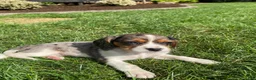Beaglier dogs for sale: Ashlyn - Ad 7