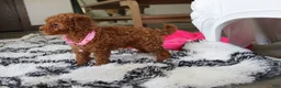 Bichpoo dogs for sale: Jenny - Ad 4
