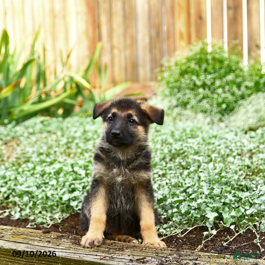 German Shepherd dogs Valerie - Ad 2