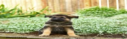 German Shepherd dogs for sale: Valerie - Ad 2