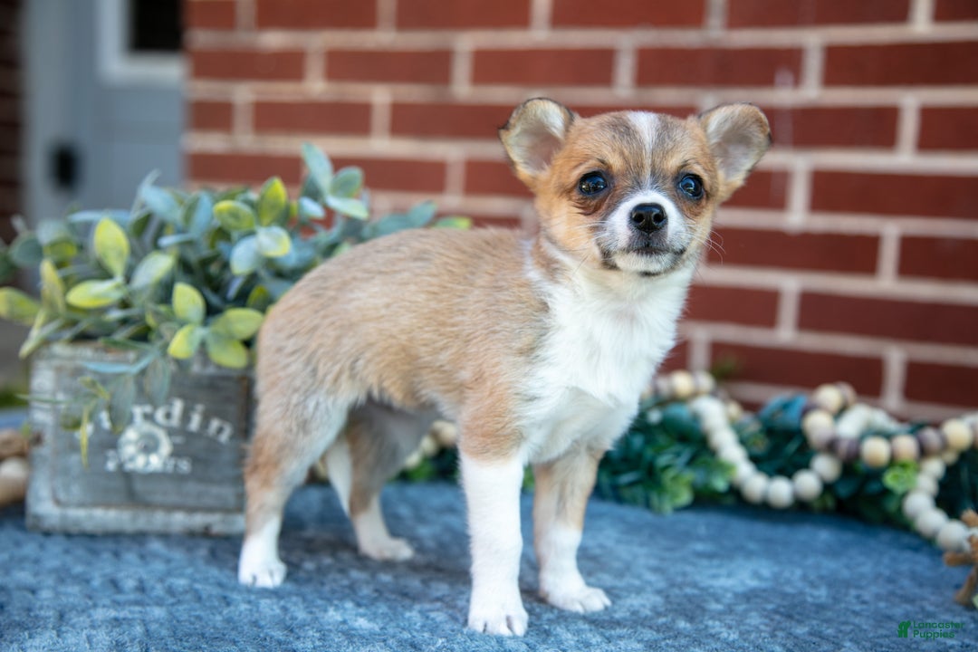 Chihuahua dogs for sale: Peanut Butter - Ad 2