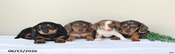 Miniature Dachshund dogs for sale: Dallas - Ad 2