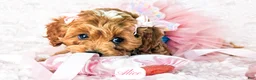 Cavapoo dogs for sale: Alice - Ad 16