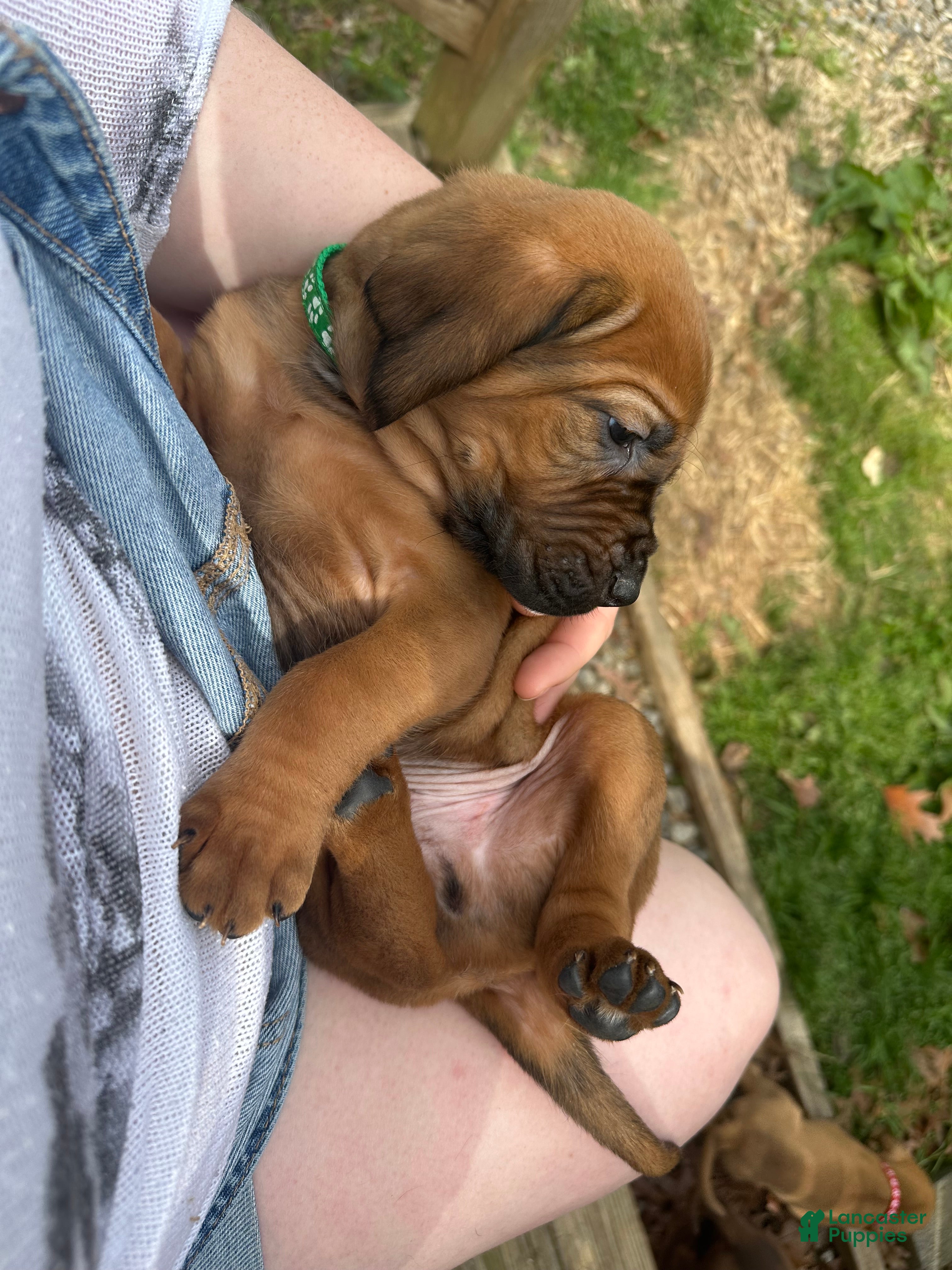 Bloodhound dogs Bloodhound Puppy 6 - Ad 1