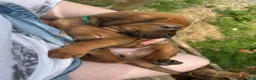 Bloodhound dogs for sale: Bloodhound Puppy 6 - Ad 1