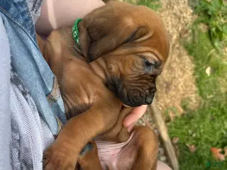 Bloodhound dogs for sale: Bloodhound Puppy 6 - Ad 4